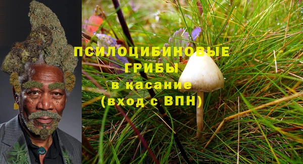 трава Белокуриха